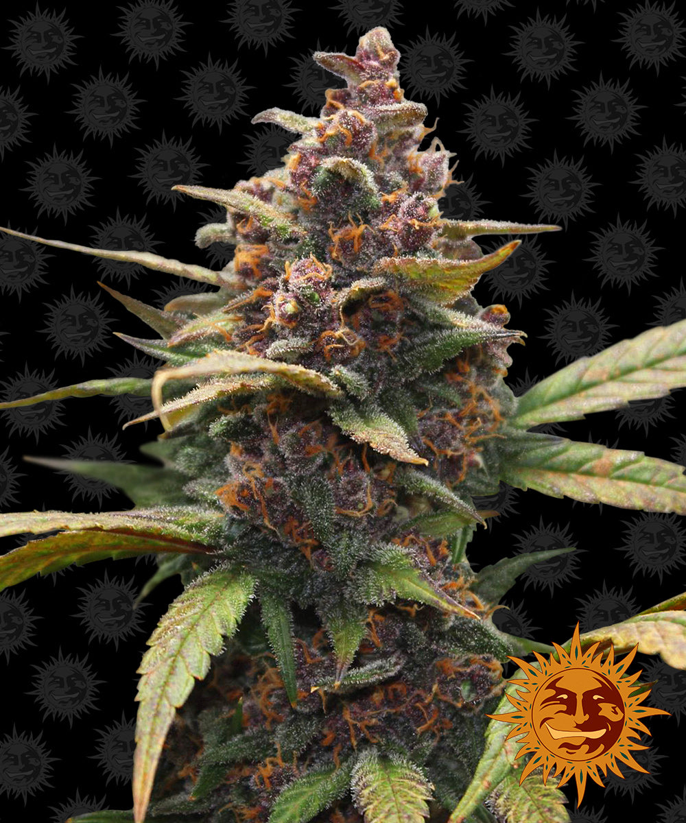 Ayahuasca Purple Feminisiert Barney's Farm