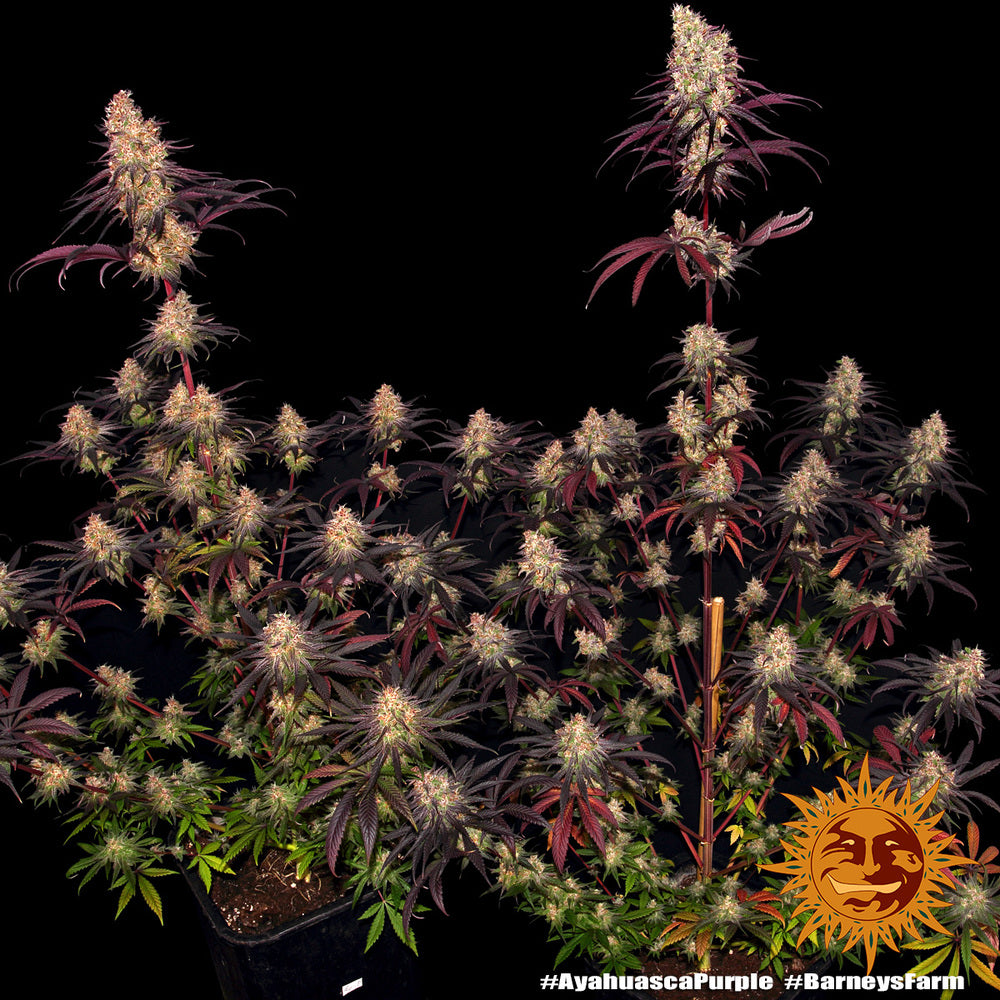 Ayahuasca Purple Feminisiert Barney's Farm