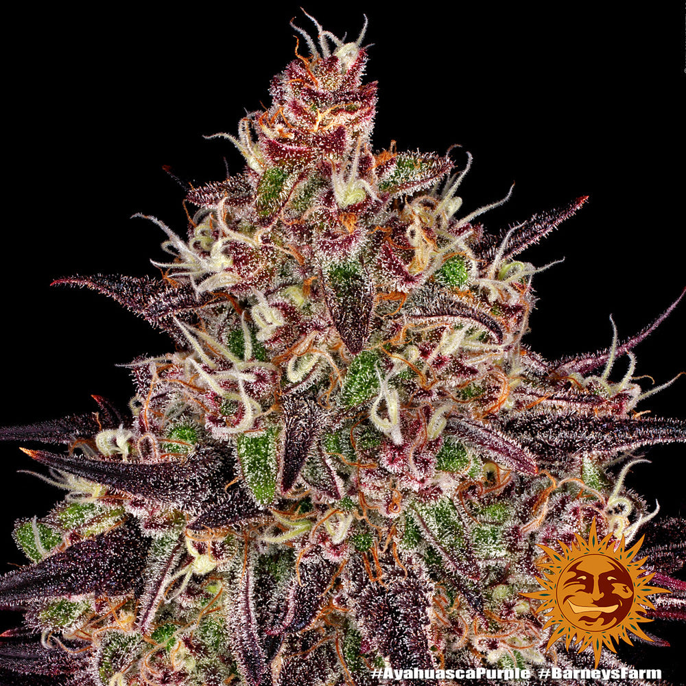 Ayahuasca Purple Feminisiert Barney's Farm