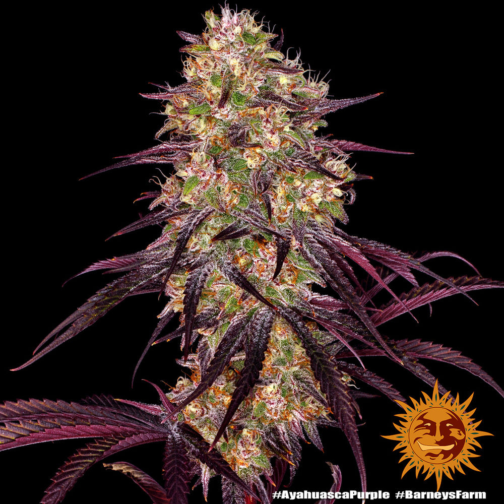 Ayahuasca Purple Feminisiert Barney's Farm