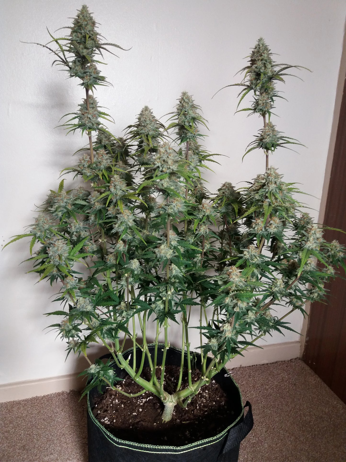 Auto Stardawg (Feminisiert) Fast Buds