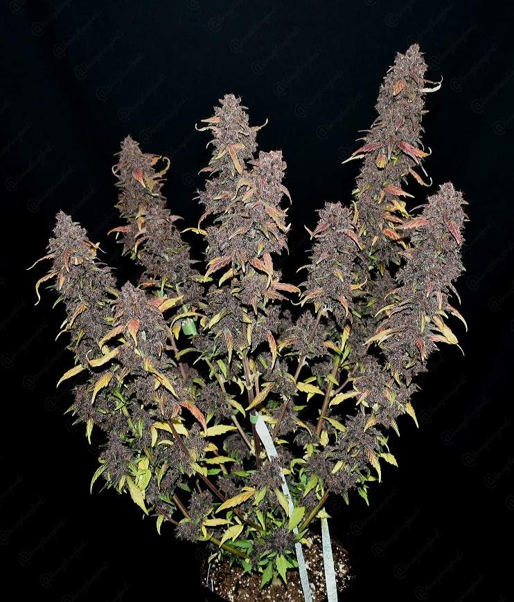 Auto Purple Lemonade (Feminisiert) Fast Buds