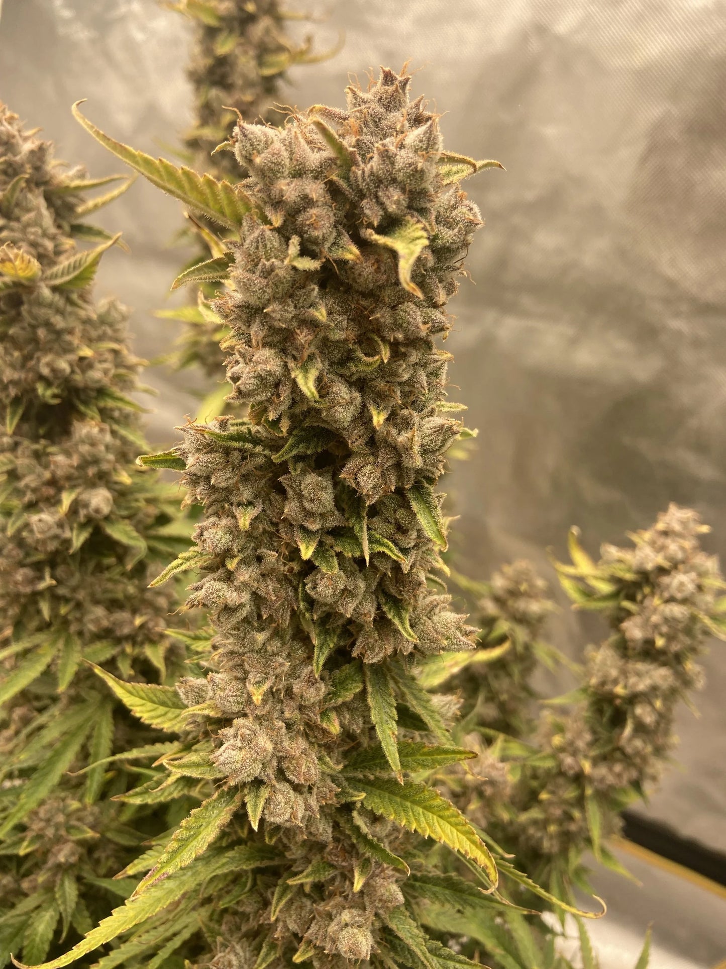 Auto Cherry Cola (Feminisiert) Fast Buds