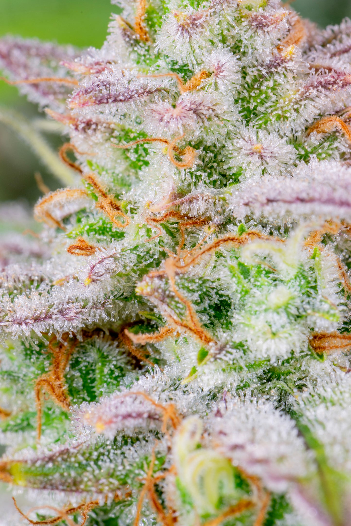 Auto Forbidden Runtz (Feminisiert) Fast Buds