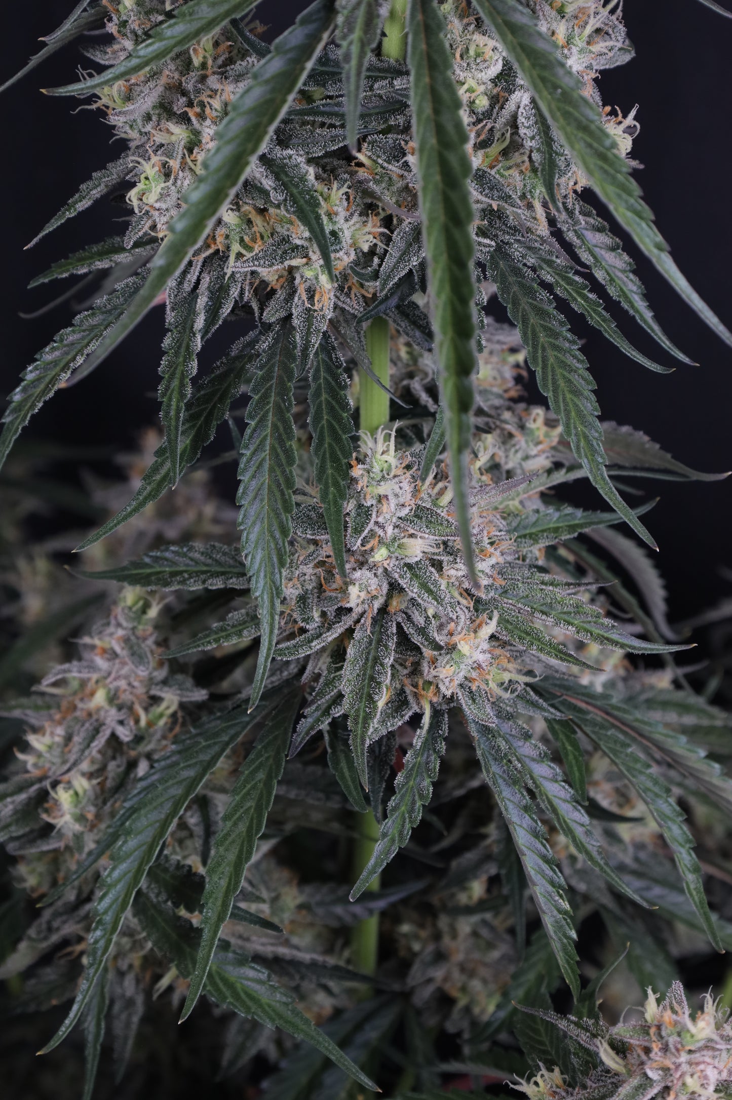Auto GMO™ (Feminisiert) Fast Buds