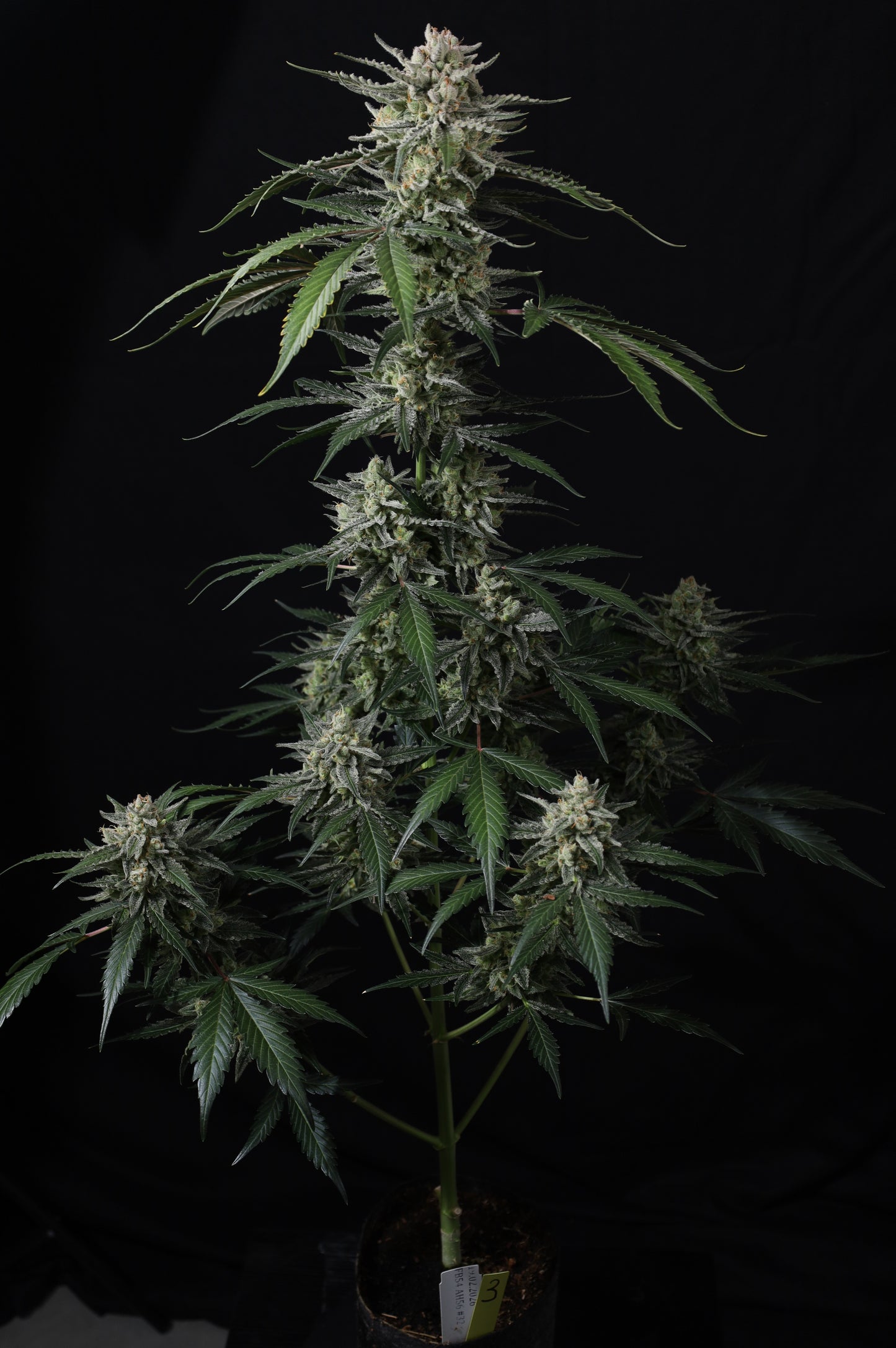 Auto Banana Guava™ (Feminisiert) Fast Buds