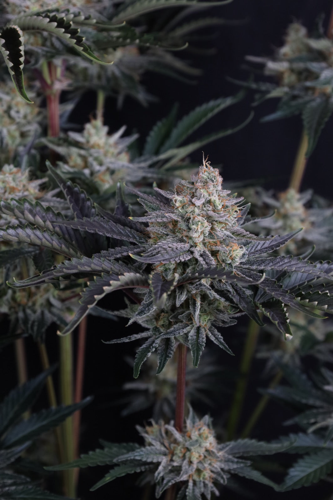 Auto Mendo Frost™ (Feminisiert) Fast Buds