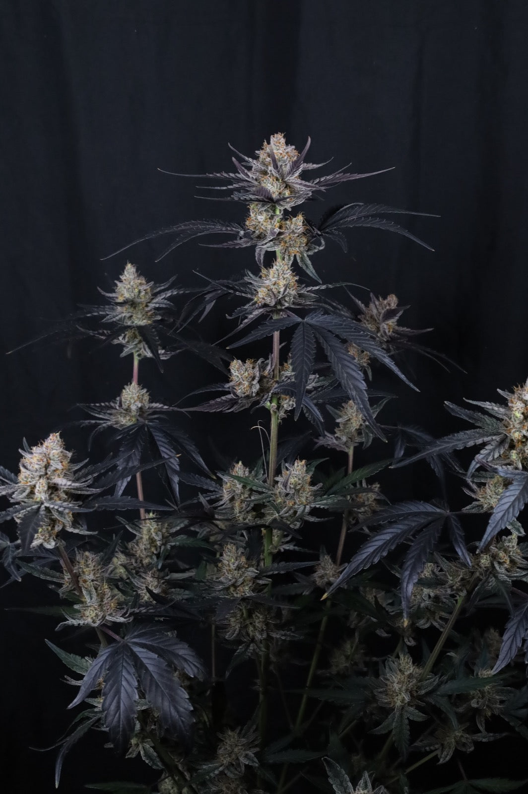 Auto Guava Runtz™ (Feminisiert) Fast Buds