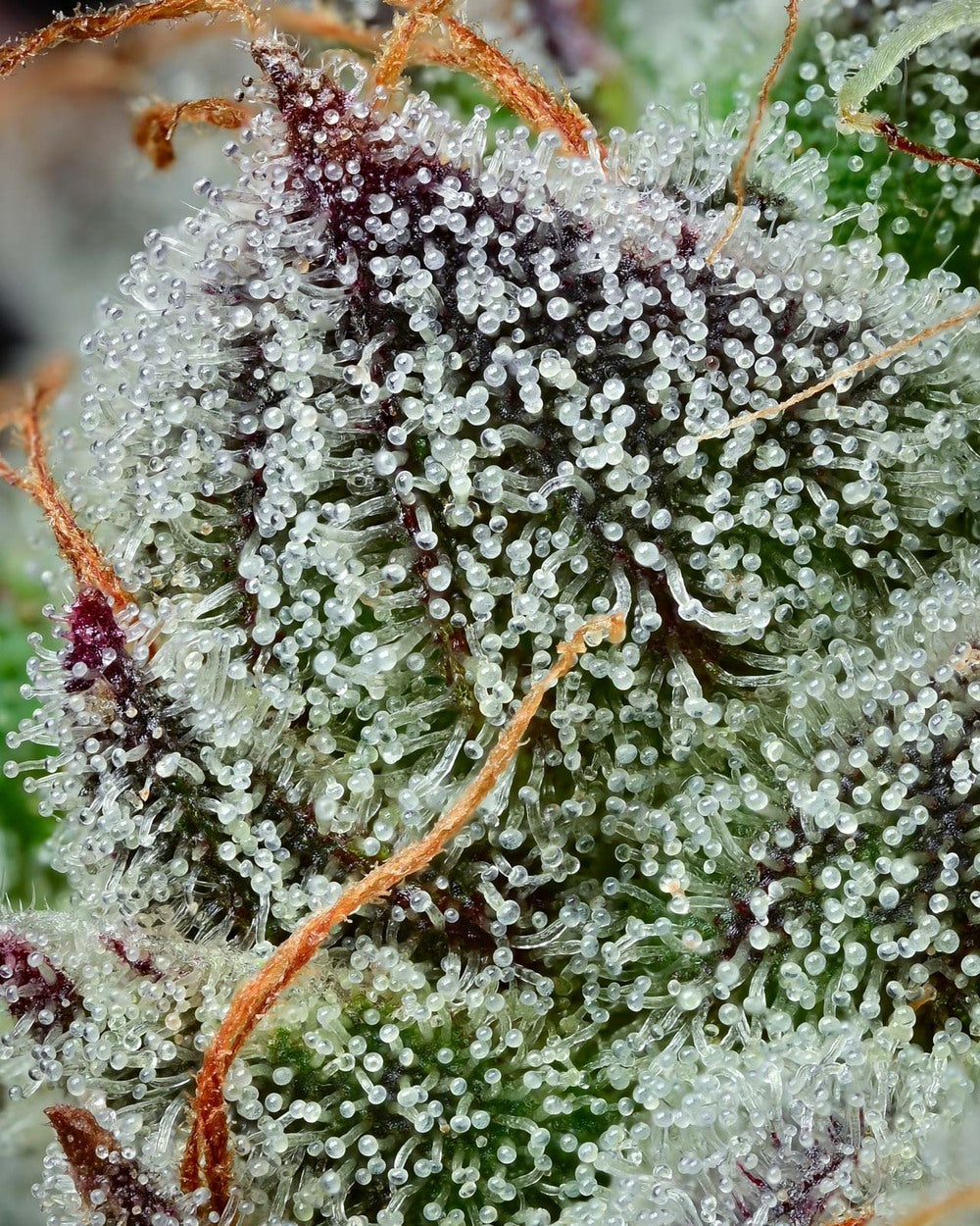 Black Cherry Gushers Feminisiert Backpack Boyz California X Barney's Farm