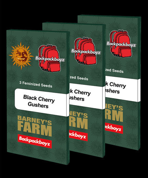Black Cherry Gushers Feminisiert Backpack Boyz California X Barney's Farm
