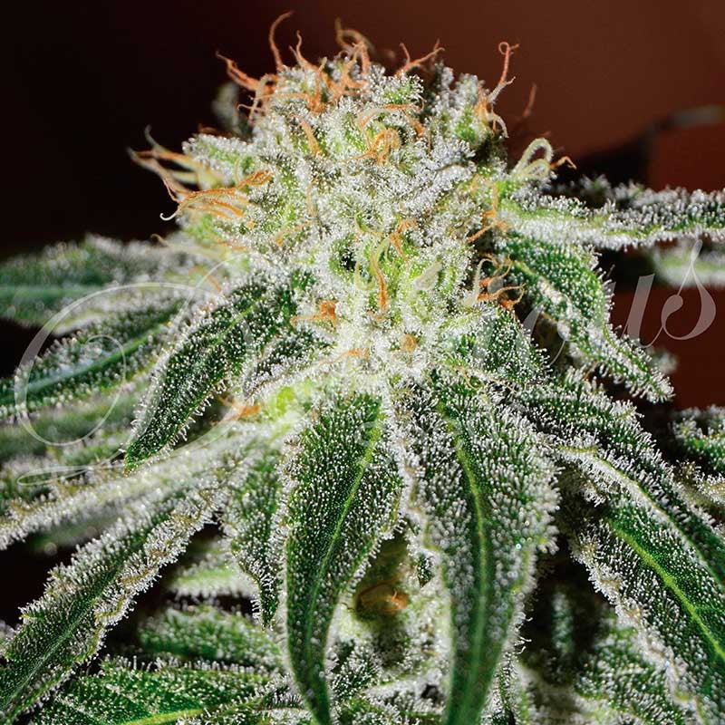 Black Russian ® Feminisiert Delicious Seeds