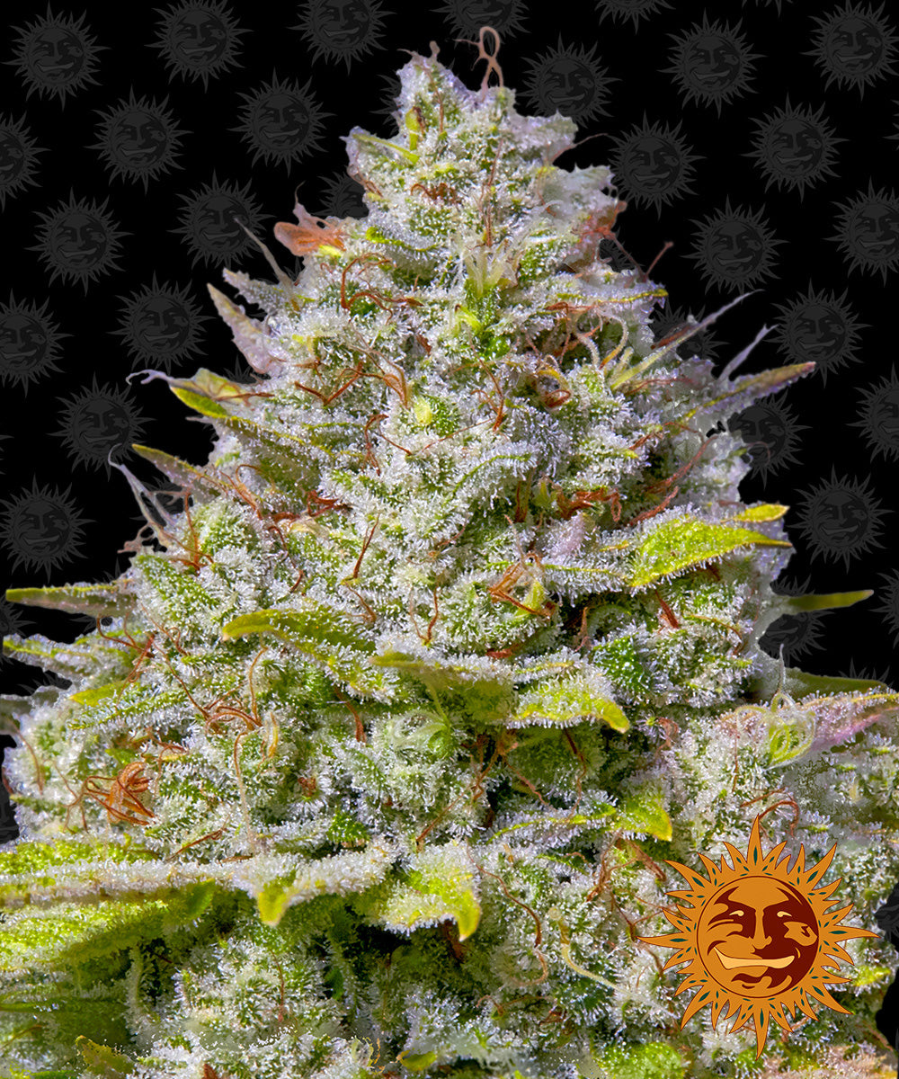 Blue Gelato 41 Feminisiert Barney's Farm