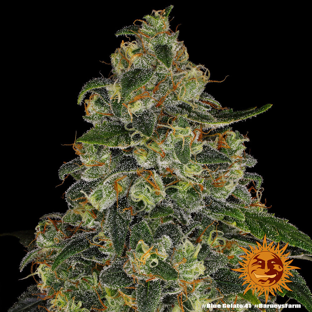 Blue Gelato 41 Feminisiert Barney's Farm