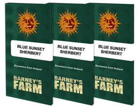 Blue Sunset Sherbert Feminisiert Barney's Farm