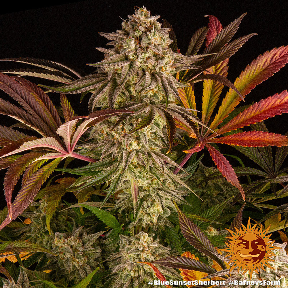 Blue Sunset Sherbert Feminisiert Barney's Farm