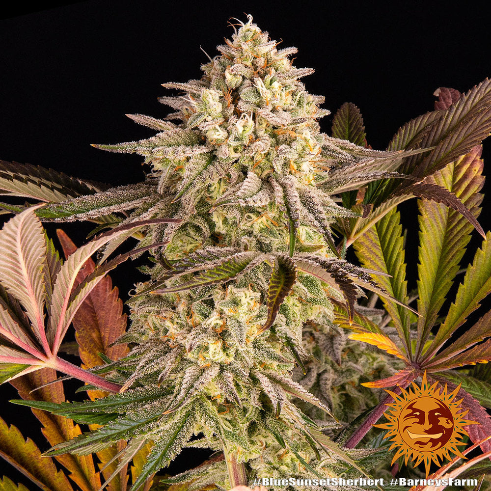 Blue Sunset Sherbert Feminisiert Barney's Farm