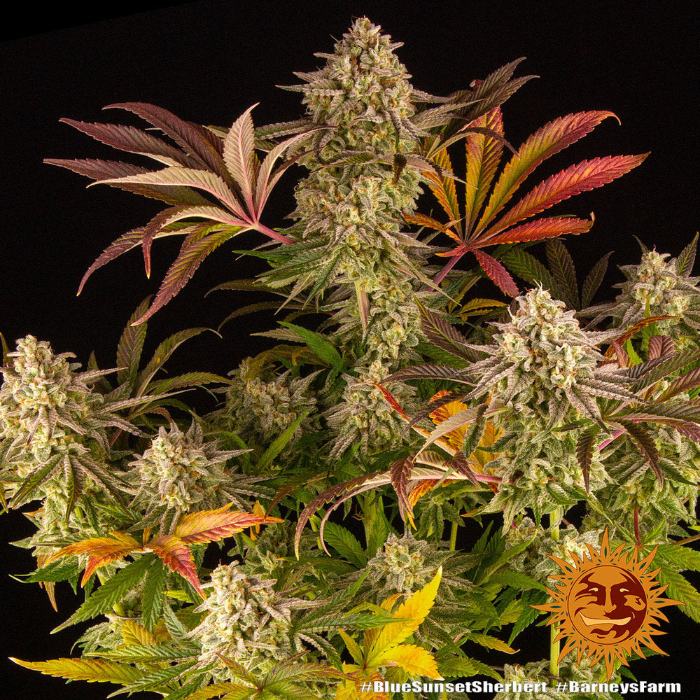 Blue Sunset Sherbert Feminisiert Barney's Farm