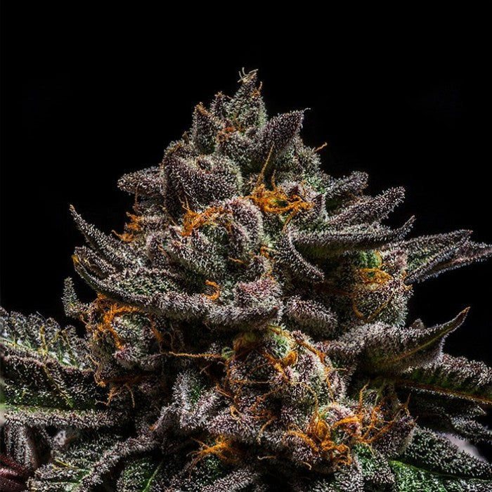 Brain Cake Feminisiert Ripper Seeds