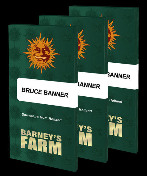 Bruce Banner Feminisiert Barney's Farm