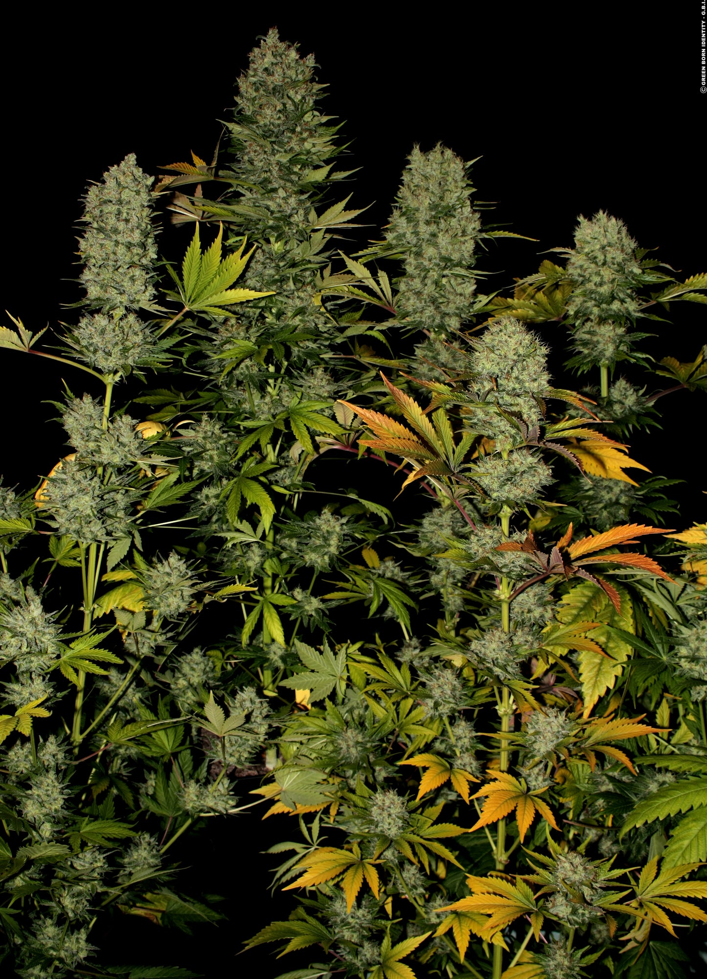 Bubble Gum Feminisiert Serious Seeds