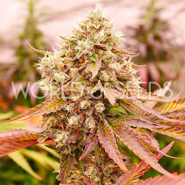 Burger Kush ® Feminized Delicious Seeds (World of Seeds)