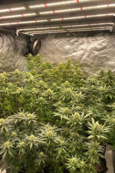 Mix Pack Feminisiert Fast Buds