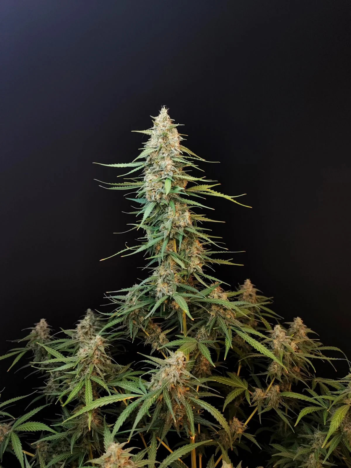 Auto Original Sour Diesel (Feminisiert) Fast Buds