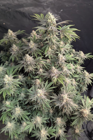 Rainbow Melon Feminisiert Fast Buds