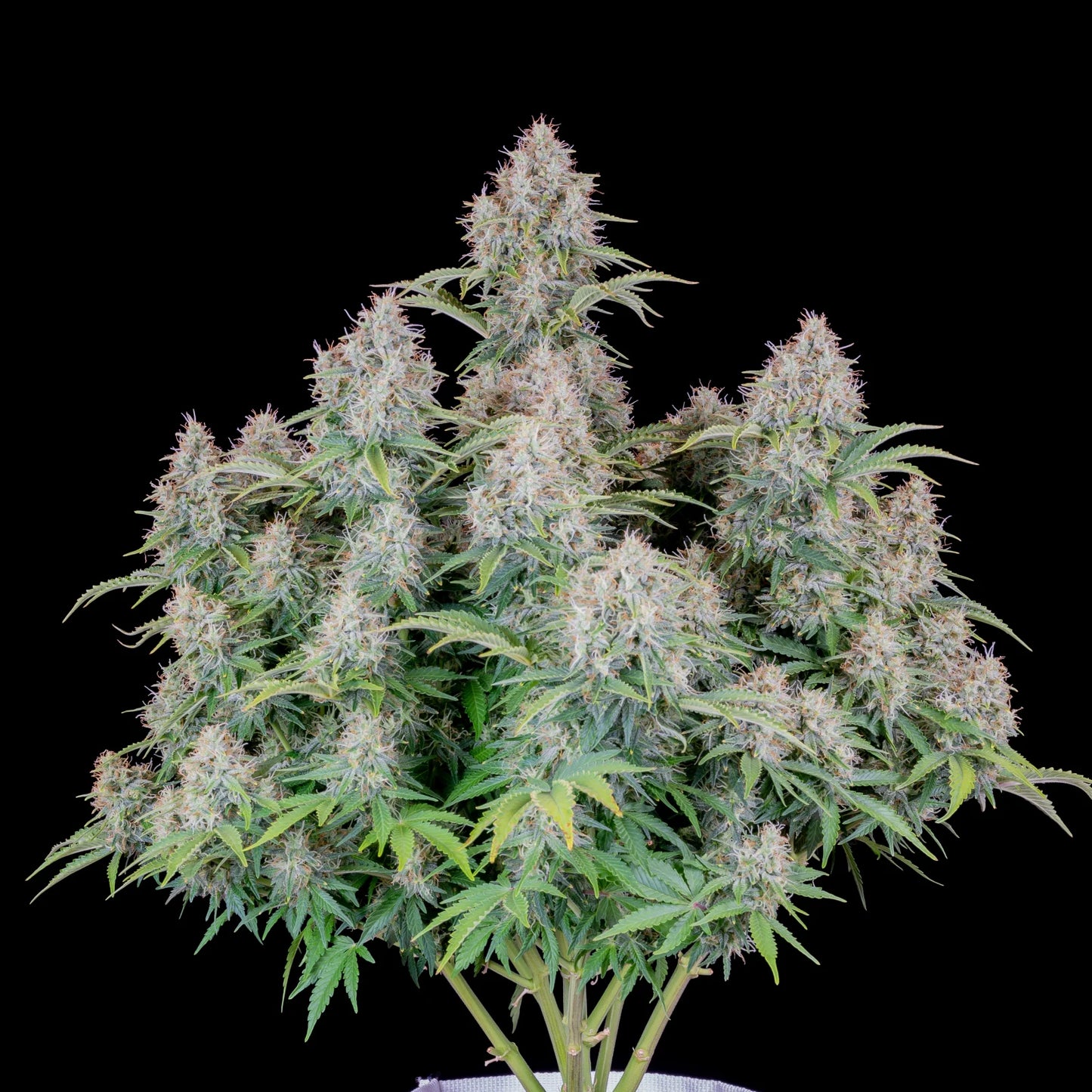 Auto Original Cinderella (Feminisiert) Fast Buds