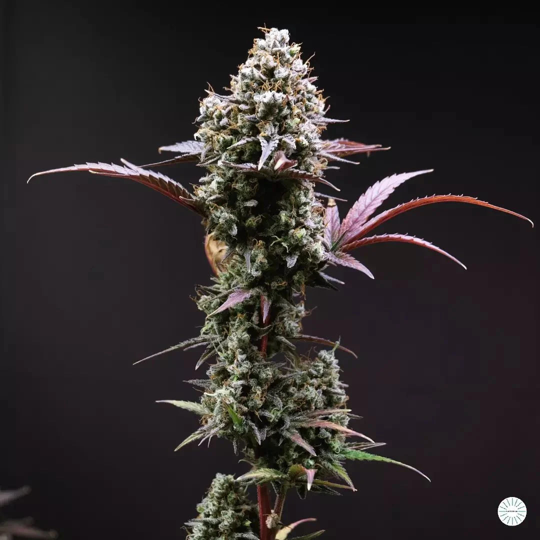 Auto Orange Sherbet (Feminisiert) Fast Buds