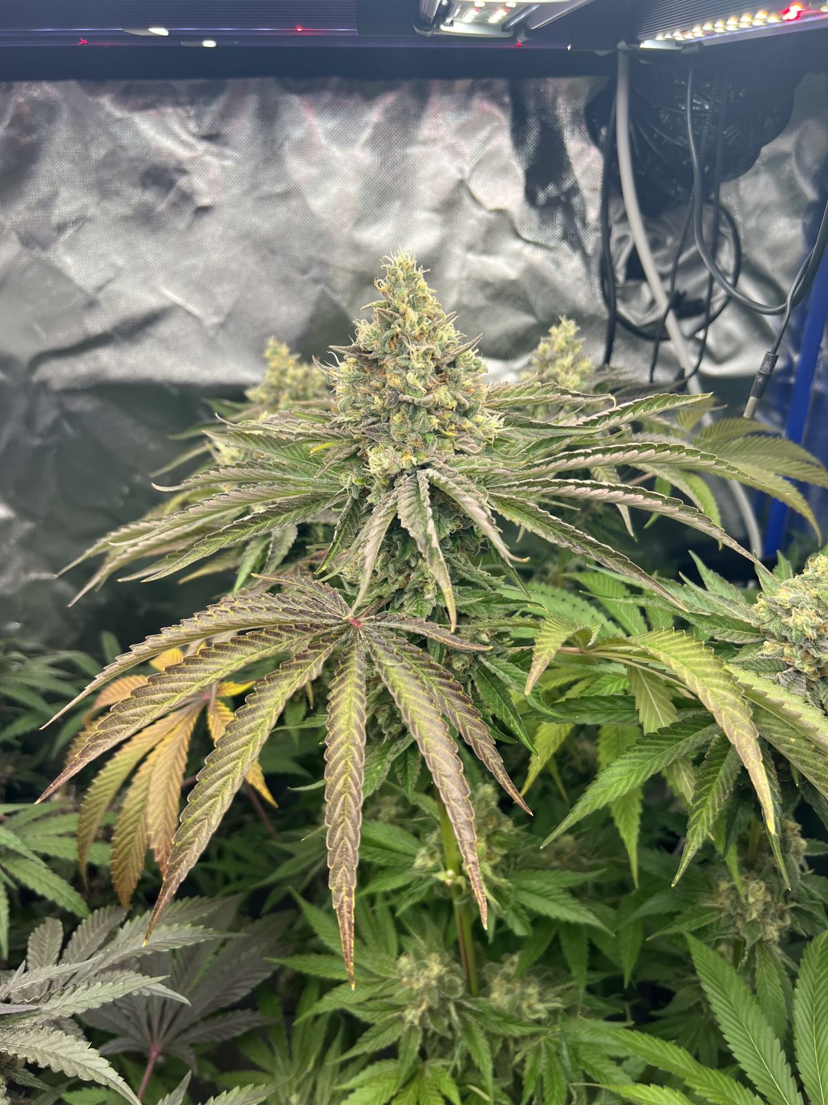 Gorilla Melon™ Feminisiert Fast Buds