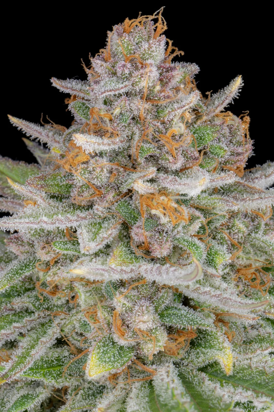 Auto Strawberry Pie (Feminisiert) Fast Buds