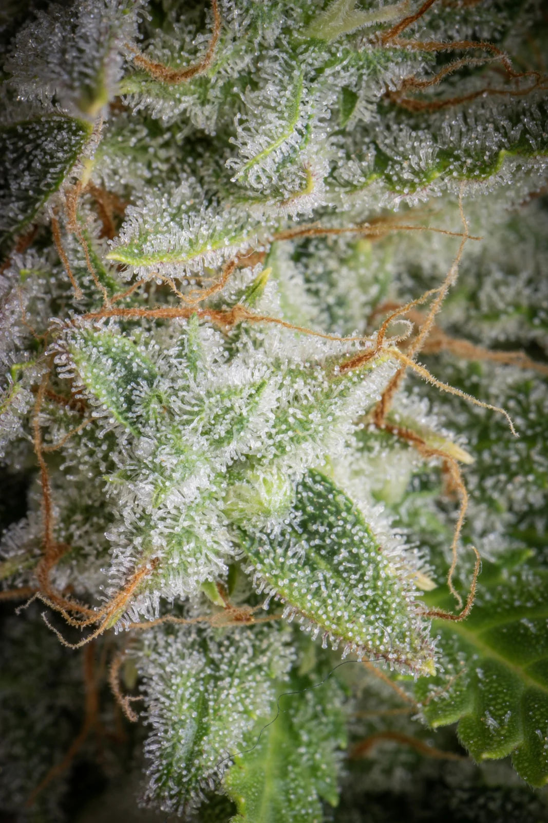 Auto Orange Sherbet (Feminisiert) Fast Buds