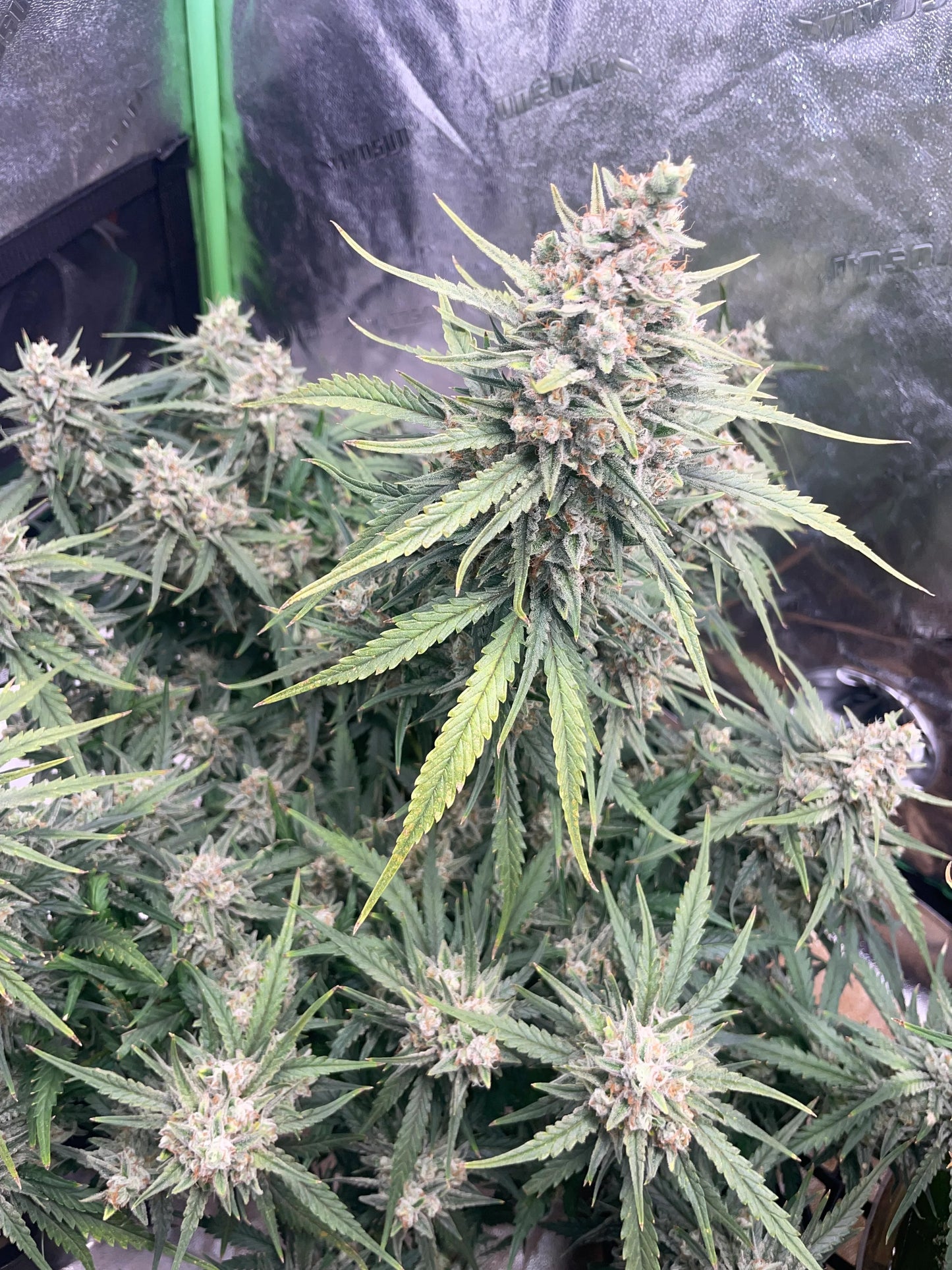 Auto Strawberry Banana (Feminisiert) Fast Buds