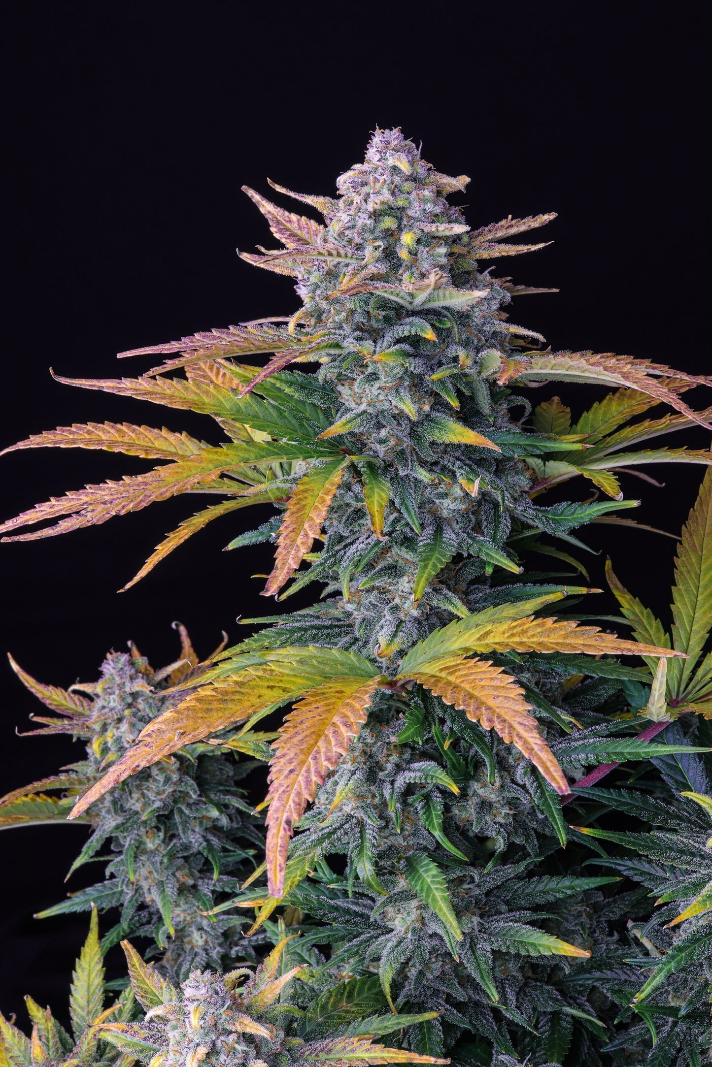 Auto Tropicana Cookies (Feminisiert) Fast Buds
