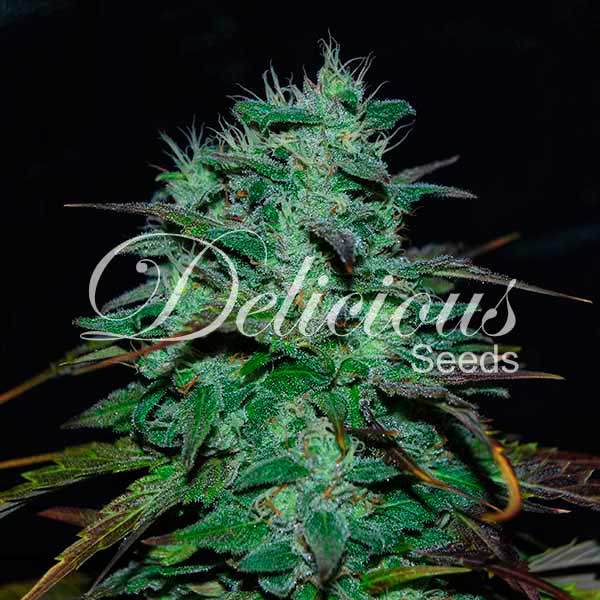 Chocobang ® Feminisiert Delicious Seeds