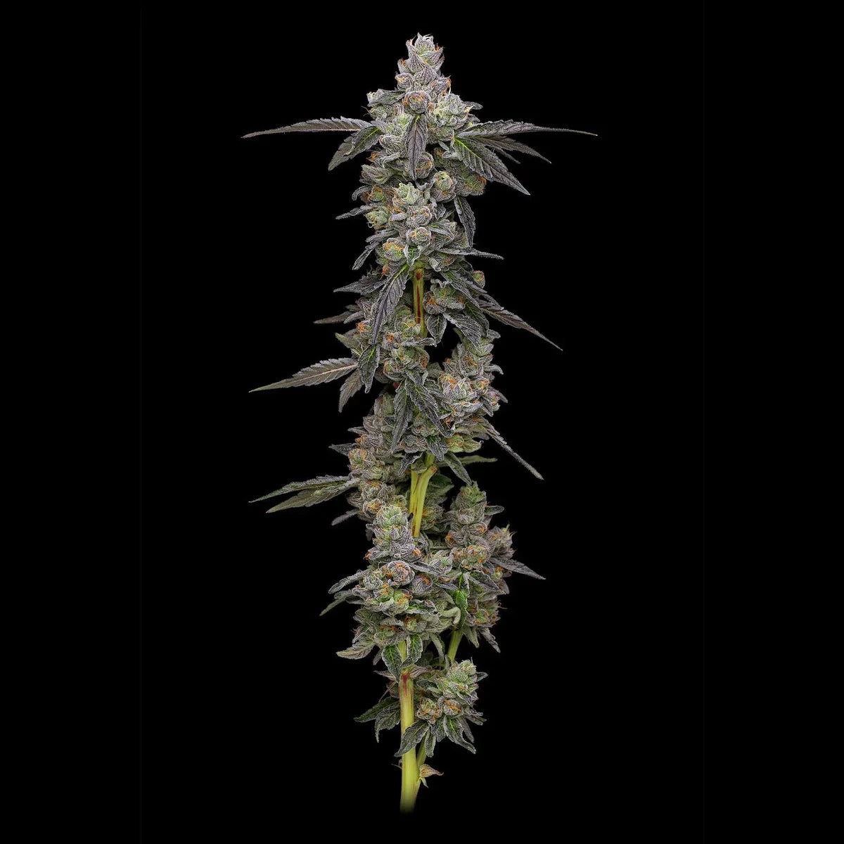 Medellin x Apples n Bananas Regular Compound Genetics