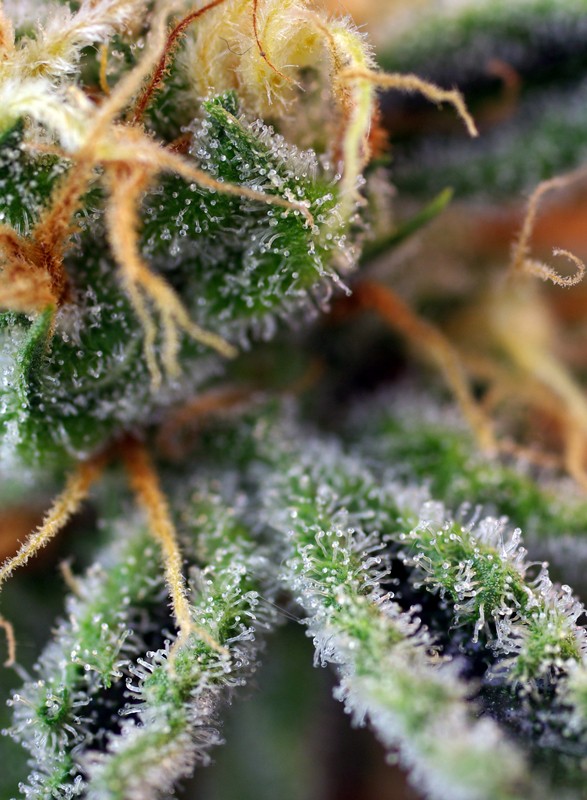 Cream Caramel® Feminisiert Sweet Seeds