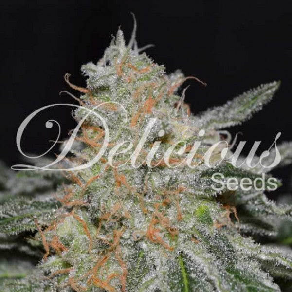 Critical Neville Haze 2.0 ® Feminisiert Delicious Seeds