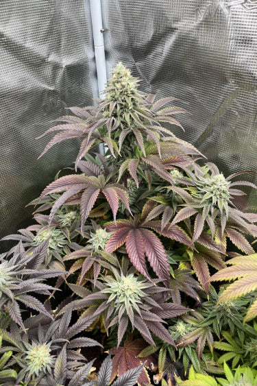 Rainbow Melon Feminisiert Fast Buds