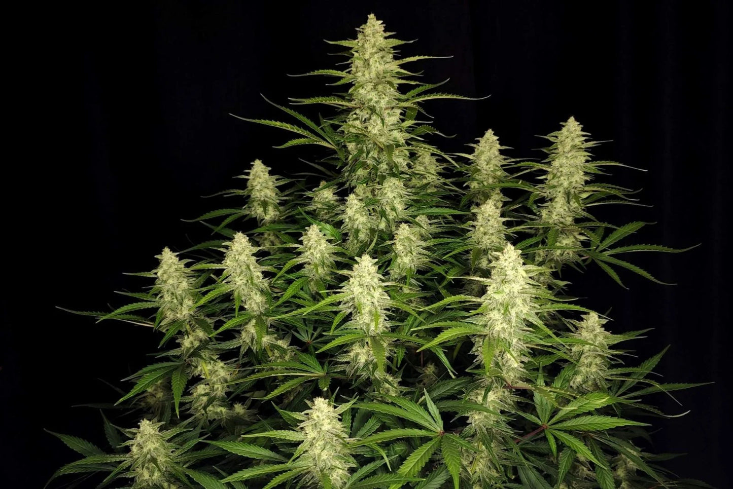 Auto Papaya Cookies™ (Feminisiert) Fast Buds