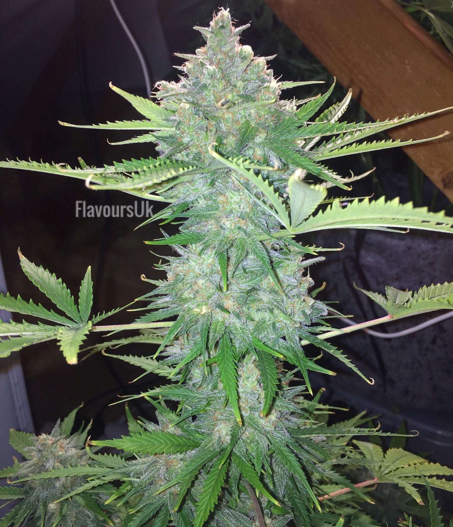 Auto Girl Scout Cookies (Feminisiert) Fast Buds