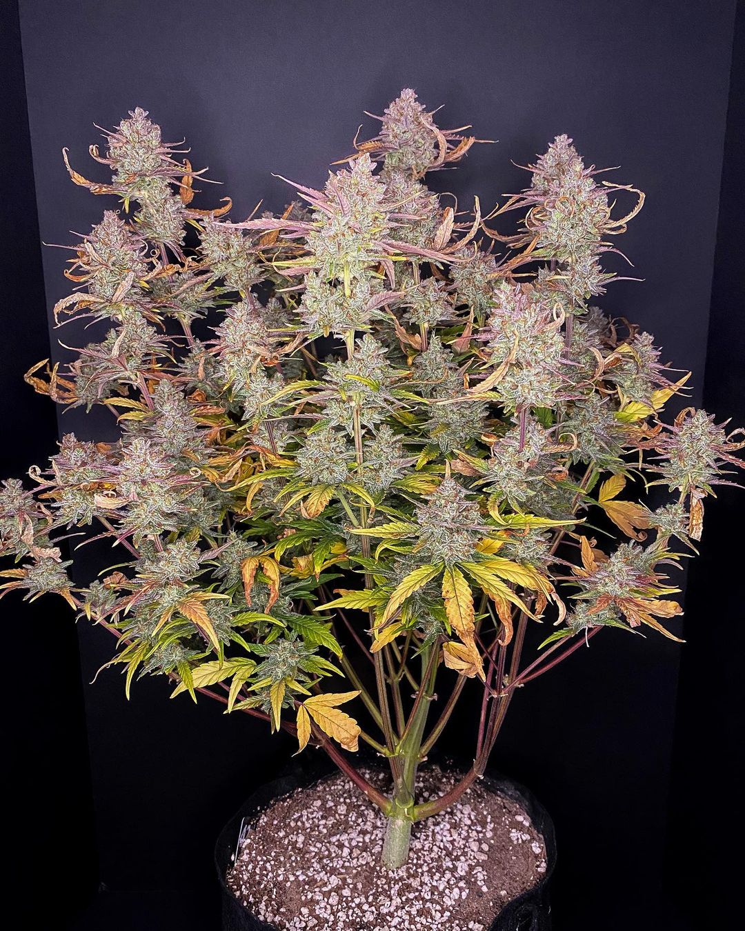 Auto Purple Punch (Feminisiert) Fast Buds