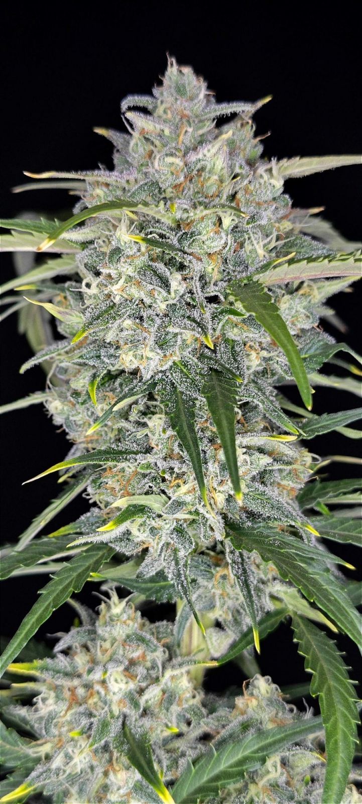 Auto Sour Jealousy™ (Feminisiert) Fast Buds