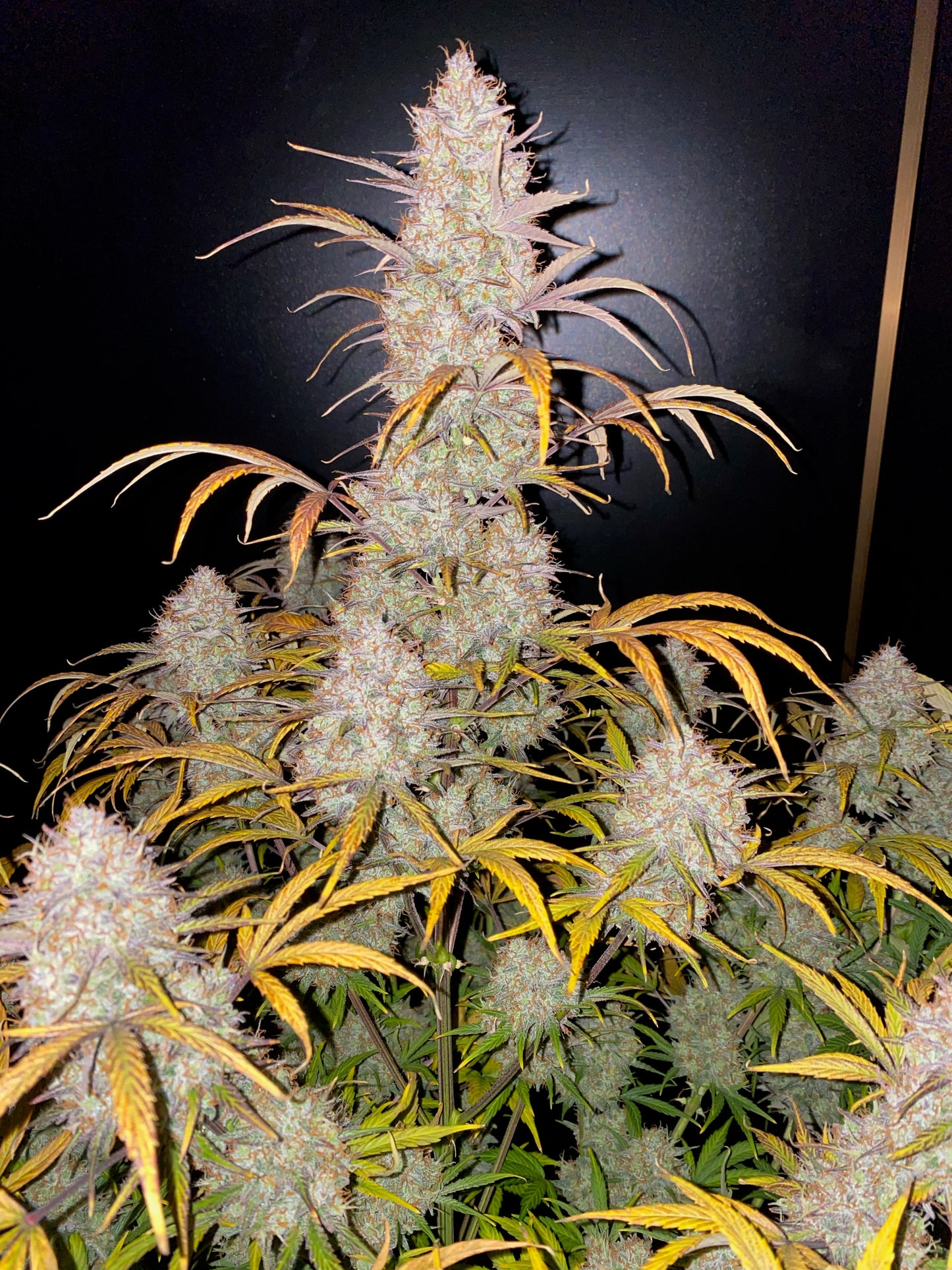 Auto Strawberry Pie (Feminisiert) Fast Buds