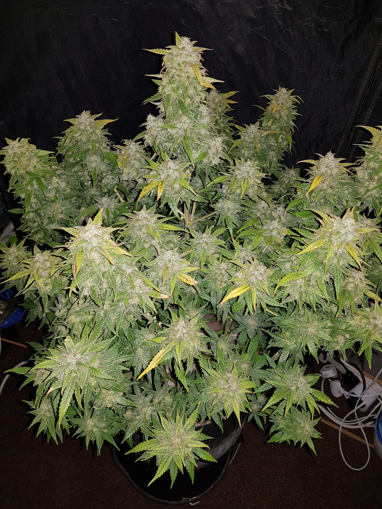 Auto Original Amnesia Haze (Feminisiert) Fast Buds