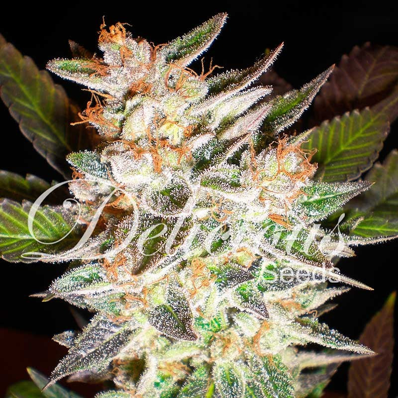 Auto Delicious Candy ® (Feminisiert) Delicious Seeds