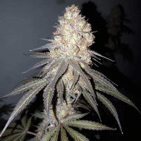 Delicious Cookies Feminisiert Delicious Seeds