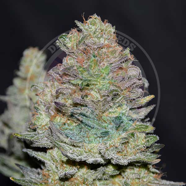 Auto Delicious Cookies ® (Feminisiert) Delicious Seeds