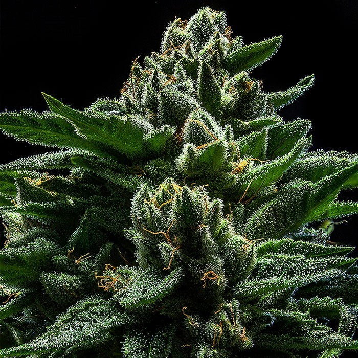 DO-G Feminisiert Ripper Seeds
